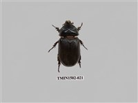 藏品(椰子犀角金龜)的圖片